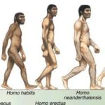 Cromagnón y sapiens: ¿Es lo mismo?
