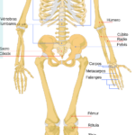 esqueleto humano con nombres de huesos