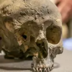 Huesos de distinta longitud de la Prehistoria: un descubrimiento intrigante