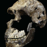 Huesos de humanos del Neolítico en Cueva del Ángel: descubrimiento fascinante