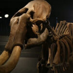 Importancia de los mamuts en la prehistoria: un análisis relevante
