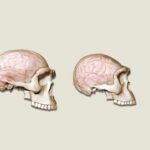 La evolución del cerebro que comían en la prehistoria