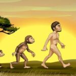 Nuestros antepasados de la prehistoria: ¿De dónde evolucionamos?
