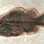 Qué tipo de pescado comían los paleolíticos?